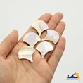 صدف طبیعی پولکی (بسته 10 عددی)